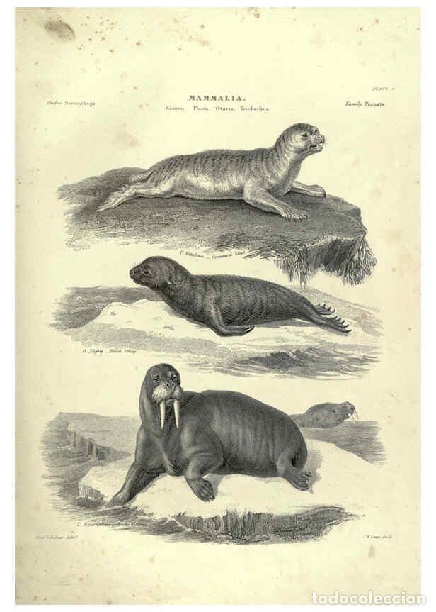 Collezionismo di Riviste e Giornali: Reproducci&oacute;n/Reproduction 6053330194: Illustrations of zoology Glasgow,John Joseph Griffin and Co.,;