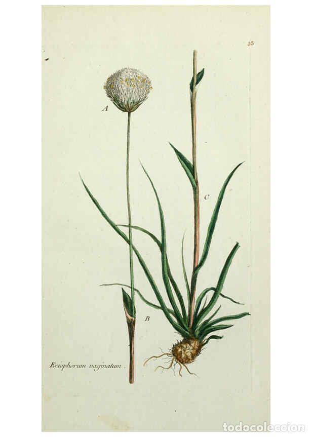 Collezionismo di Riviste e Giornali: Reproducci&oacute;n/Reproduction 6055474455: Flora Parisiensis. v.1. Paris,P.F. Didot,1776-1783 - Pierre Bu