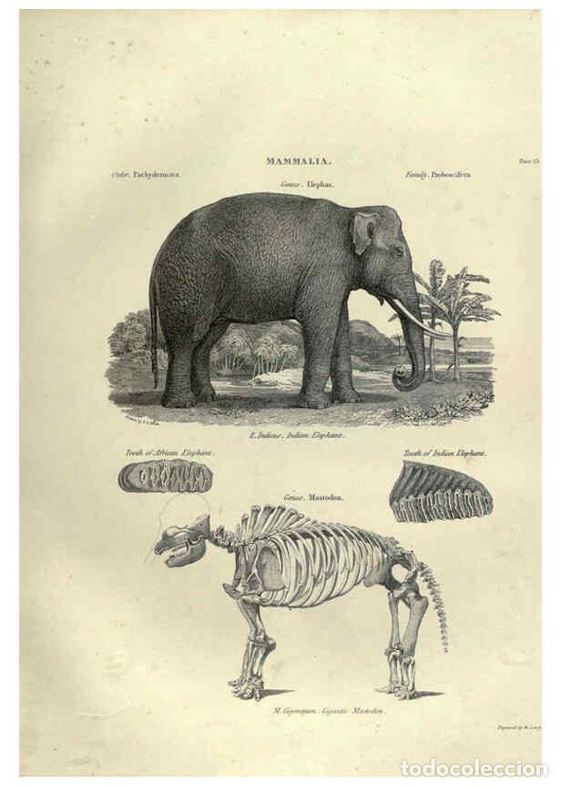 Collezionismo di Riviste e Giornali: Reproducci&oacute;n/Reproduction 6052782661: Illustrations of zoology Glasgow,John Joseph Griffin and Co.,;