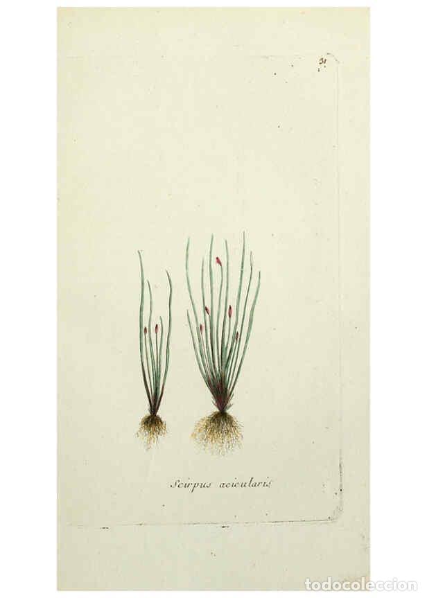 Collectionnisme de Revues et Journaux: Reproducci&oacute;n/Reproduction 6056021530: Flora Parisiensis. v.1. Paris,P.F. Didot,1776-1783 - Pierre Bu