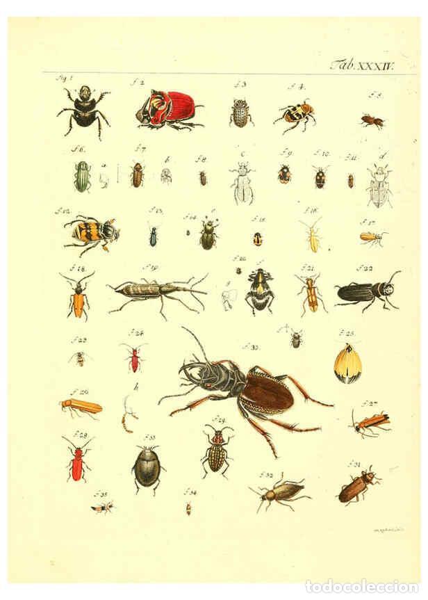 Collectionnisme de Revues et Journaux: Reproducci&oacute;n/Reproduction 6053206510: Genera insectorum Linnaei et Fabricii iconibus illustrata. c.1