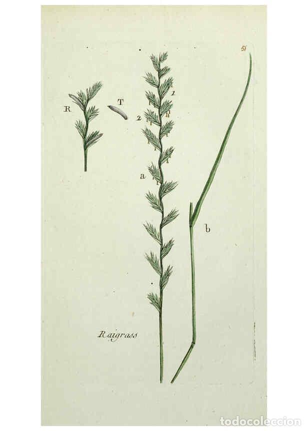 Collectionnisme de Revues et Journaux: Reproducci&oacute;n/Reproduction 6055478547: Flora Parisiensis. v.1. Paris,P.F. Didot,1776-1783 - Pierre Bu