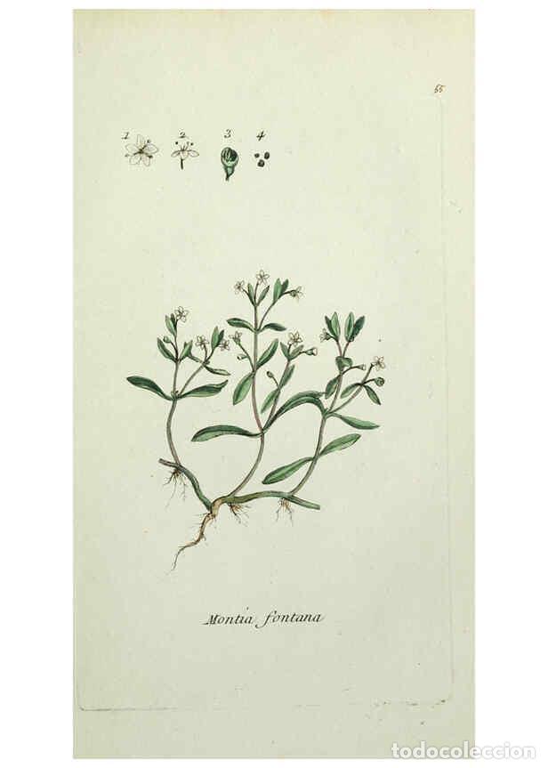 Collectionnisme de Revues et Journaux: Reproducci&oacute;n/Reproduction 6055479227: Flora Parisiensis. v.1. Paris,P.F. Didot,1776-1783 - Pierre Bu