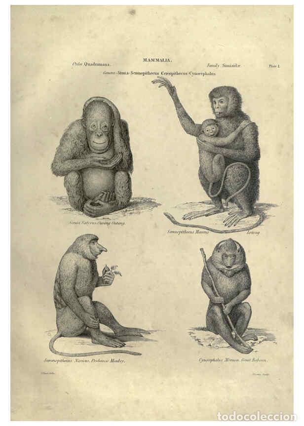 Collectionnisme de Revues et Journaux: Reproducci&oacute;n/Reproduction 6053327420: Illustrations of zoology Glasgow,John Joseph Griffin and Co.,;