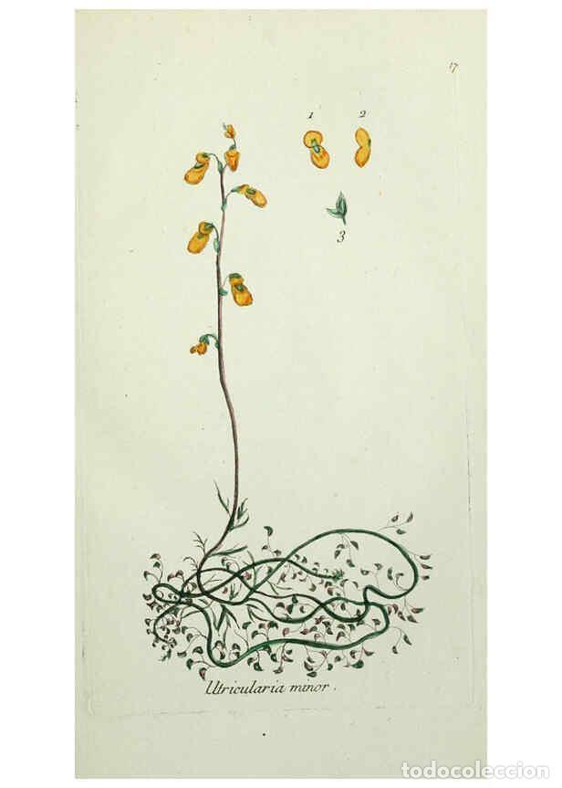 Collectionnisme de Revues et Journaux: Reproducci&oacute;n/Reproduction 6056018456: Flora Parisiensis. v.1. Paris,P.F. Didot,1776-1783 - Pierre Bu