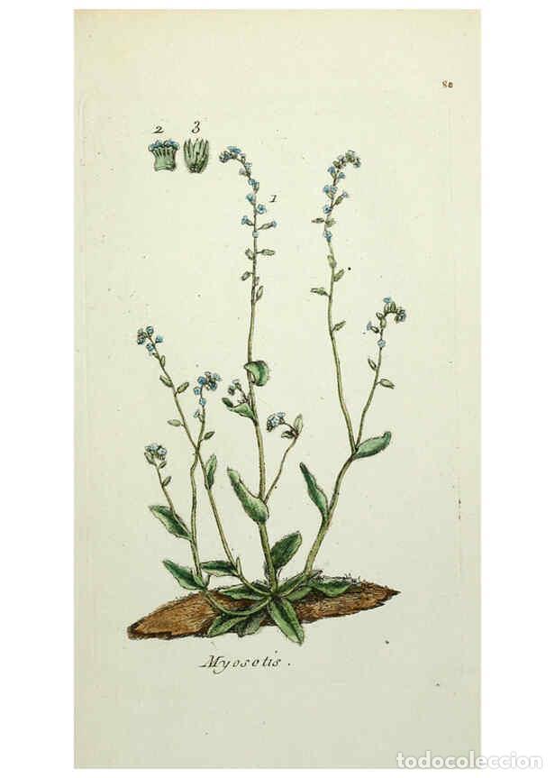 Collectionnisme de Revues et Journaux: Reproducci&oacute;n/Reproduction 6056039164: Flora Parisiensis. v.1. Paris,P.F. Didot,1776-1783 - Pierre Bu