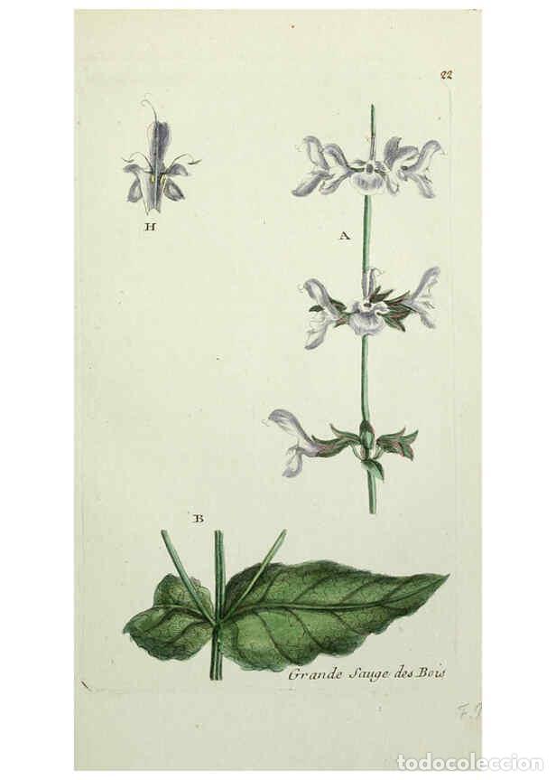 Collectionnisme de Revues et Journaux: Reproducci&oacute;n/Reproduction 6055472355: Flora Parisiensis. v.1. Paris,P.F. Didot,1776-1783 - Pierre Bu