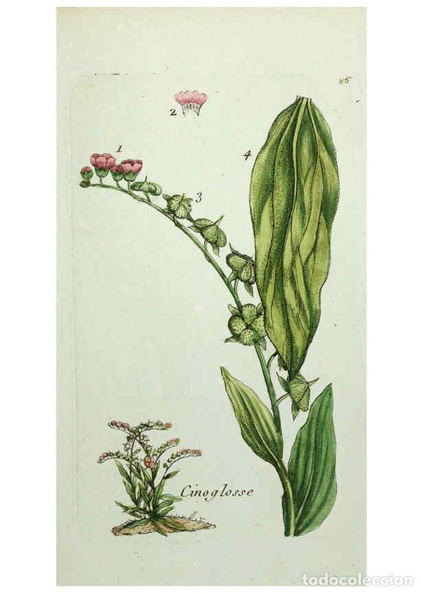 Collectionnisme de Revues et Journaux: Reproducci&oacute;n/Reproduction 6056040182: Flora Parisiensis. v.1. Paris,P.F. Didot,1776-1783 - Pierre Bu