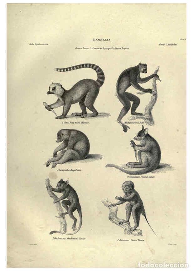 Collectionnisme de Revues et Journaux: Reproducci&oacute;n/Reproduction 6053327938: Illustrations of zoology Glasgow,John Joseph Griffin and Co.,;