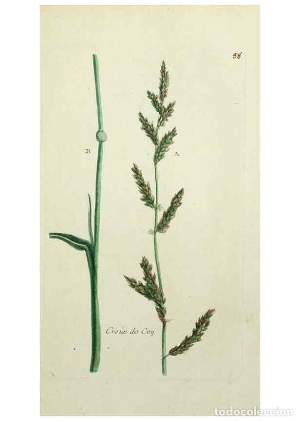 Collectionnisme de Revues et Journaux: Reproducci&oacute;n/Reproduction 6055475949: Flora Parisiensis. v.1. Paris,P.F. Didot,1776-1783 - Pierre Bu