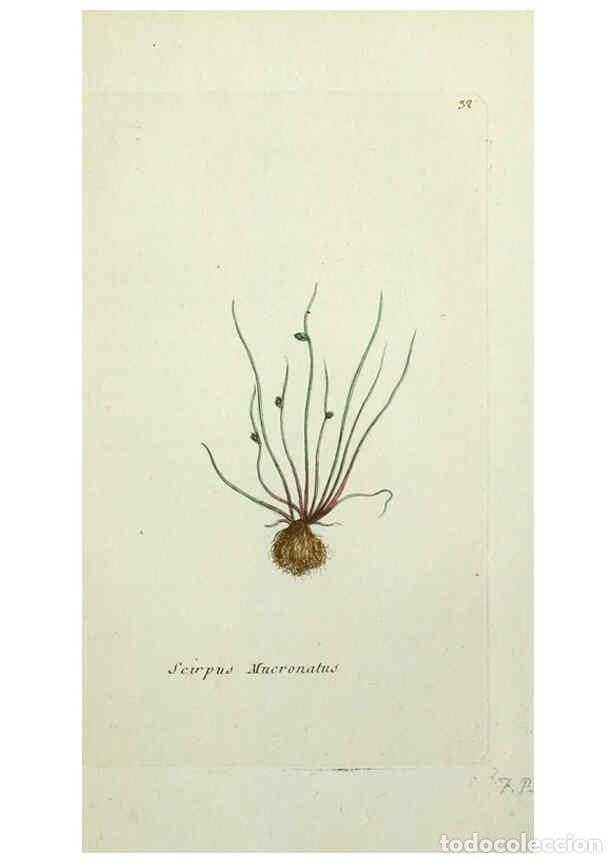 Collectionnisme de Revues et Journaux: Reproducci&oacute;n/Reproduction 6056021716: Flora Parisiensis. v.1. Paris,P.F. Didot,1776-1783 - Pierre Bu