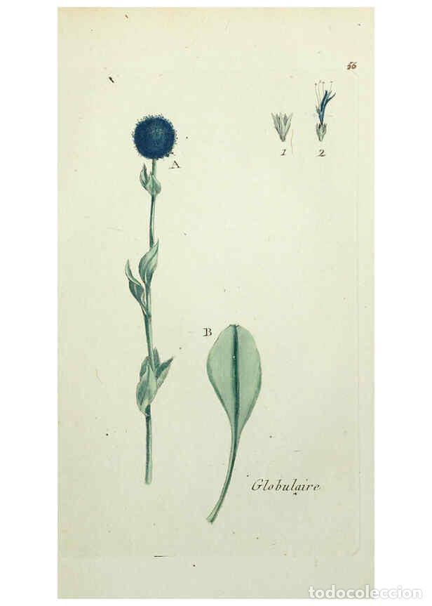 Collectionnisme de Revues et Journaux: Reproducci&oacute;n/Reproduction 6056026748: Flora Parisiensis. v.1. Paris,P.F. Didot,1776-1783 - Pierre Bu