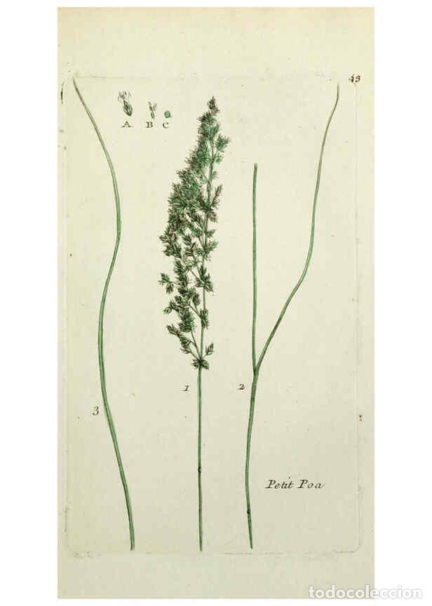 Collectionnisme de Revues et Journaux: Reproducci&oacute;n/Reproduction 6056024410: Flora Parisiensis. v.1. Paris,P.F. Didot,1776-1783 - Pierre Bu