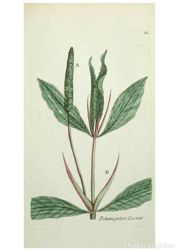 Collectionnisme de Revues et Journaux: Reproducci&oacute;n/Reproduction 6056038328: Flora Parisiensis. v.1. Paris,P.F. Didot,1776-1783 - Pierre Bu
