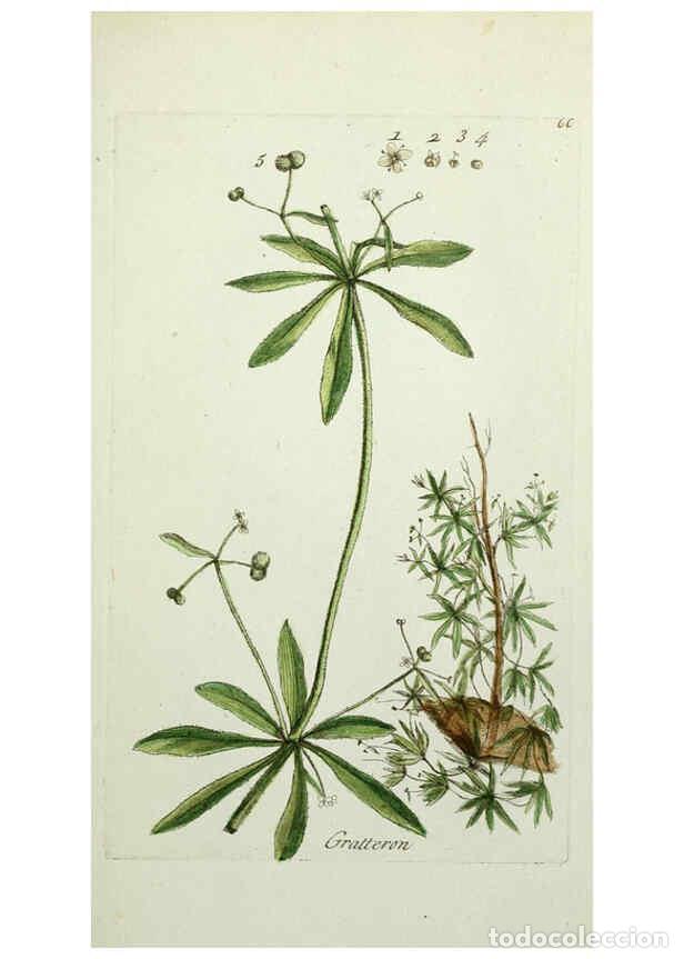 Collectionnisme de Revues et Journaux: Reproducci&oacute;n/Reproduction 6055481331: Flora Parisiensis. v.1. Paris,P.F. Didot,1776-1783 - Pierre Bu