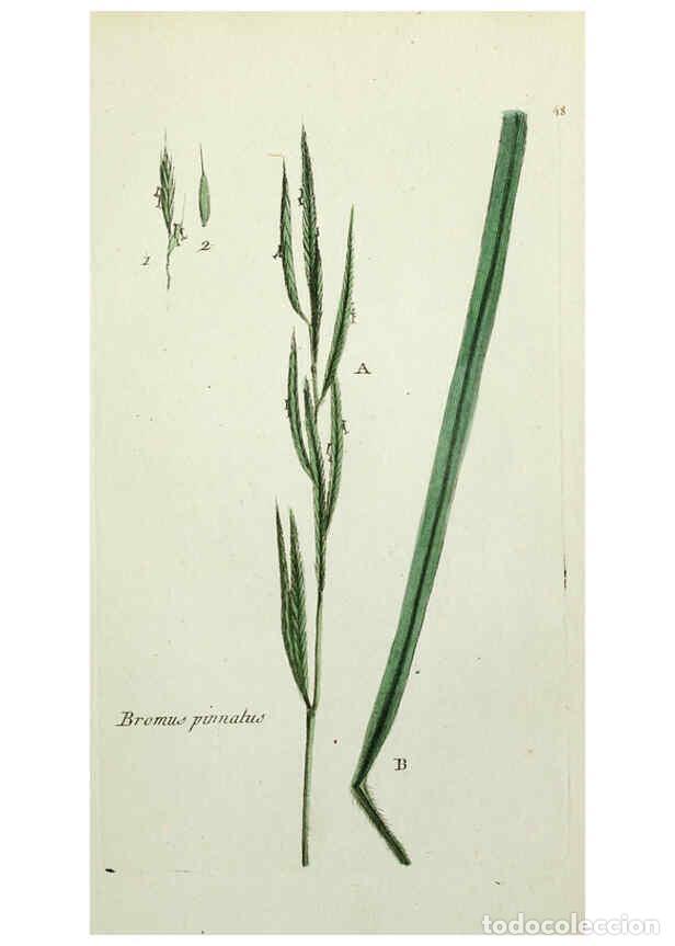 Collectionnisme de Revues et Journaux: Reproducci&oacute;n/Reproduction 6055477943: Flora Parisiensis. v.1. Paris,P.F. Didot,1776-1783 - Pierre Bu