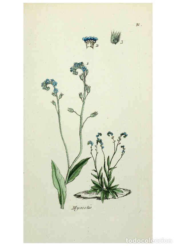 Collectionnisme de Revues et Journaux: Reproducci&oacute;n/Reproduction 6056039354: Flora Parisiensis. v.1. Paris,P.F. Didot,1776-1783 - Pierre Bu