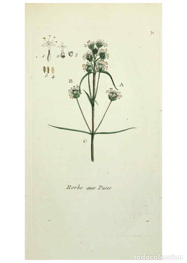 Collectionnisme de Revues et Journaux: Reproducci&oacute;n/Reproduction 6056037458: Flora Parisiensis. v.1. Paris,P.F. Didot,1776-1783 - Pierre Bu