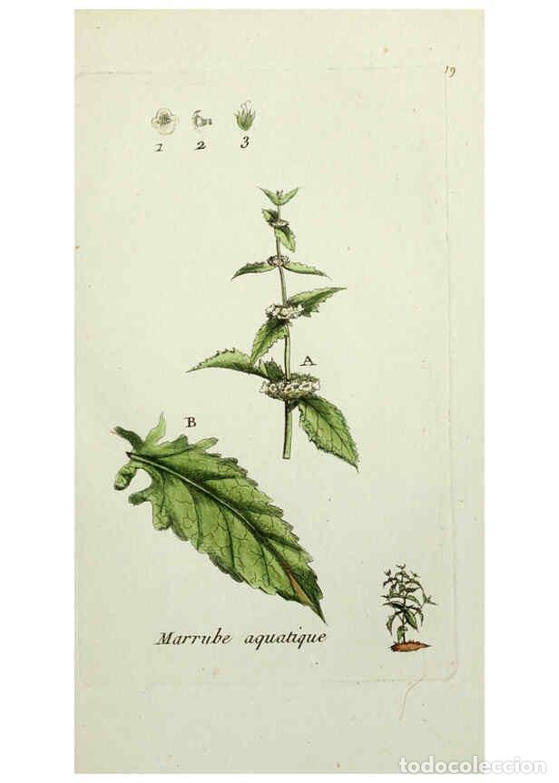 Collectionnisme de Revues et Journaux: Reproducci&oacute;n/Reproduction 6056018966: Flora Parisiensis. v.1. Paris,P.F. Didot,1776-1783 - Pierre Bu