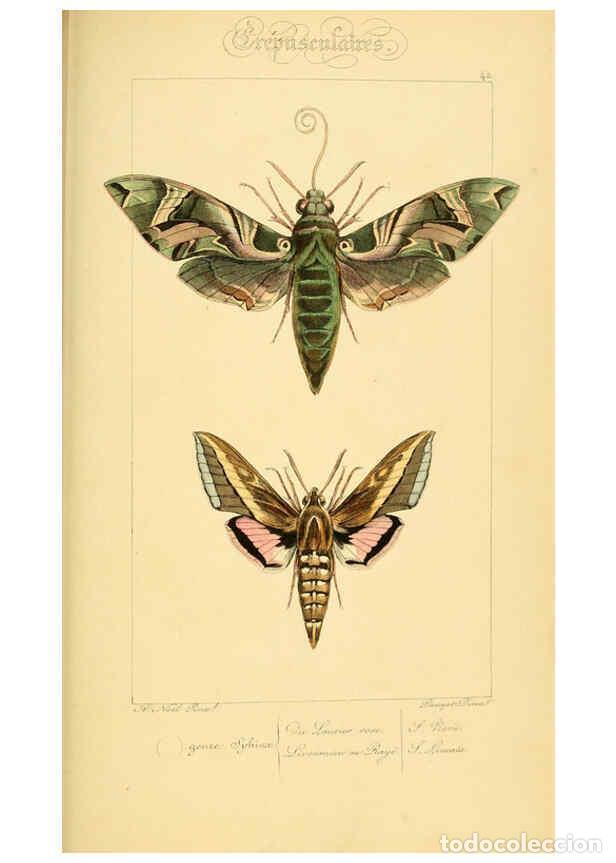 Collectionnisme de Revues et Journaux: Reproducci&oacute;n/Reproduction 6053307303: Histoire naturelle des l&eacute;pidopt&egrave;res d'Europe Paris :L. de Bure