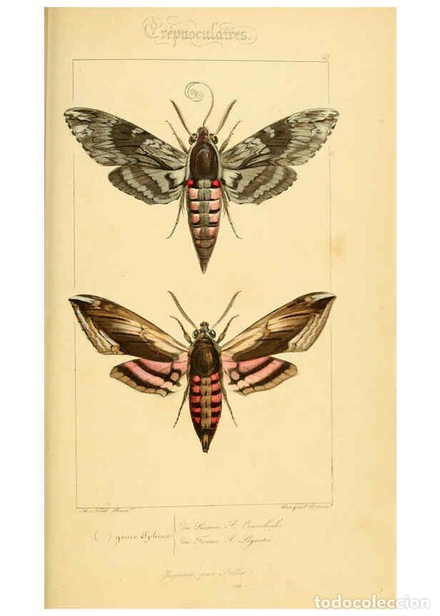 Collectionnisme de Revues et Journaux: Reproducci&oacute;n/Reproduction 6053858546: Histoire naturelle des l&eacute;pidopt&egrave;res d'Europe Paris :L. de Bure
