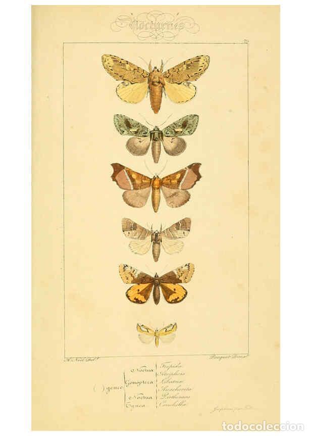 Collectionnisme de Revues et Journaux: Reproducci&oacute;n/Reproduction 6053877482: Histoire naturelle des l&eacute;pidopt&egrave;res d'Europe Paris :L. de Bure