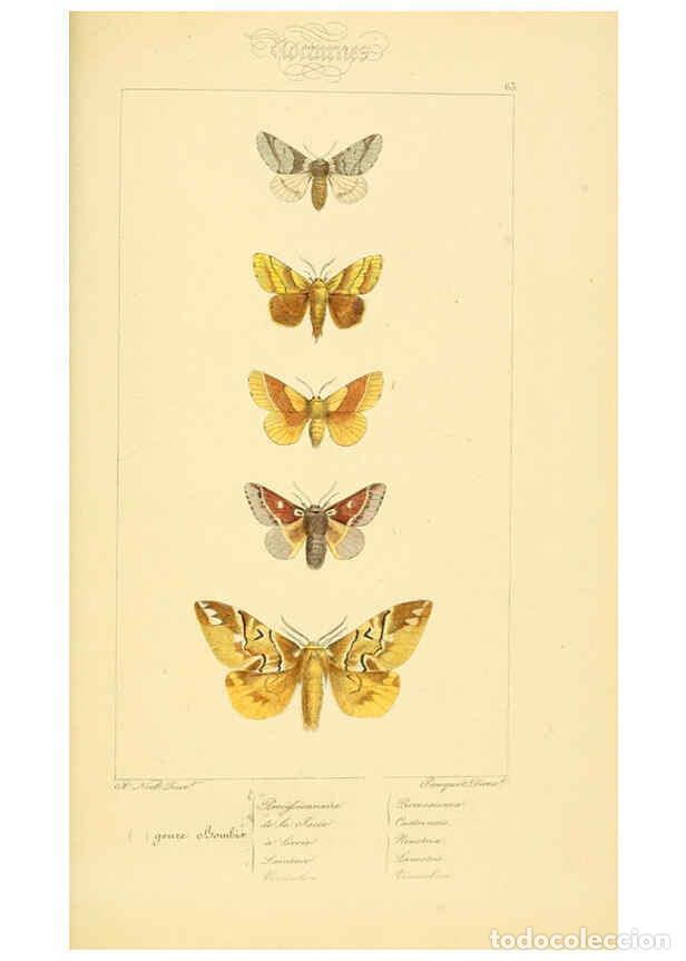 Collectionnisme de Revues et Journaux: Reproducci&oacute;n/Reproduction 6053864620: Histoire naturelle des l&eacute;pidopt&egrave;res d'Europe Paris :L. de Bure