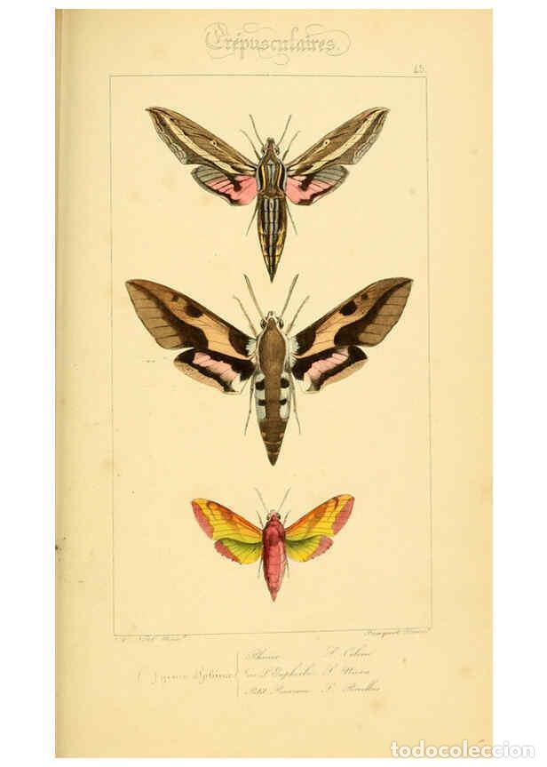 Collectionnisme de Revues et Journaux: Reproducci&oacute;n/Reproduction 6053308277: Histoire naturelle des l&eacute;pidopt&egrave;res d'Europe Paris :L. de Bure