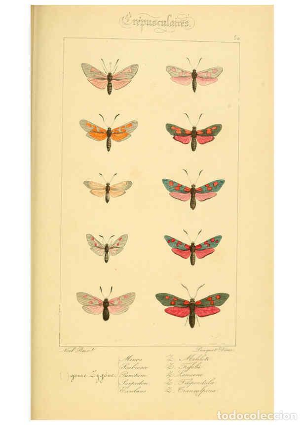 Collectionnisme de Revues et Journaux: Reproducci&oacute;n/Reproduction 6053859450: Histoire naturelle des l&eacute;pidopt&egrave;res d'Europe Paris :L. de Bure
