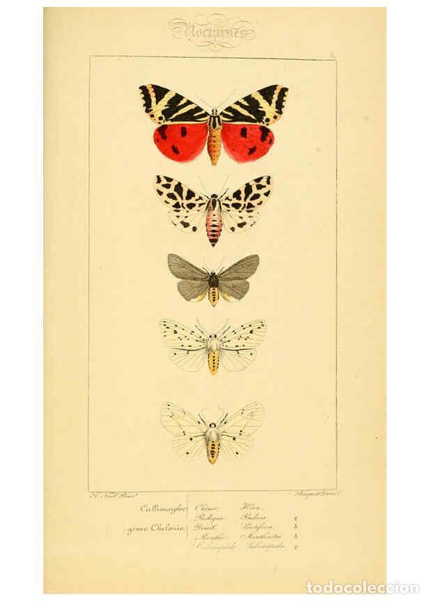 Collectionnisme de Revues et Journaux: Reproducci&oacute;n/Reproduction 6053863374: Histoire naturelle des l&eacute;pidopt&egrave;res d'Europe Paris :L. de Bure