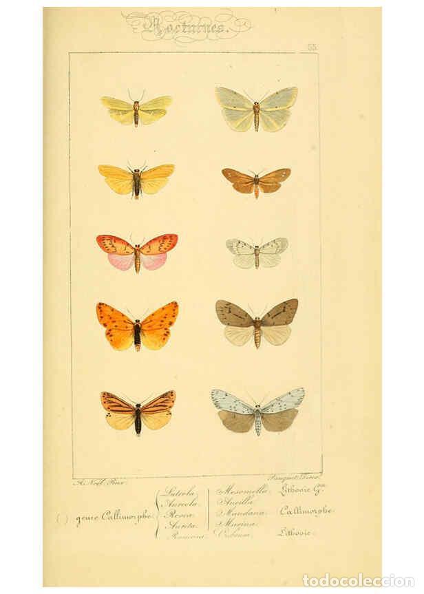 Collectionnisme de Revues et Journaux: Reproducci&oacute;n/Reproduction 6053860840: Histoire naturelle des l&eacute;pidopt&egrave;res d'Europe Paris :L. de Bure