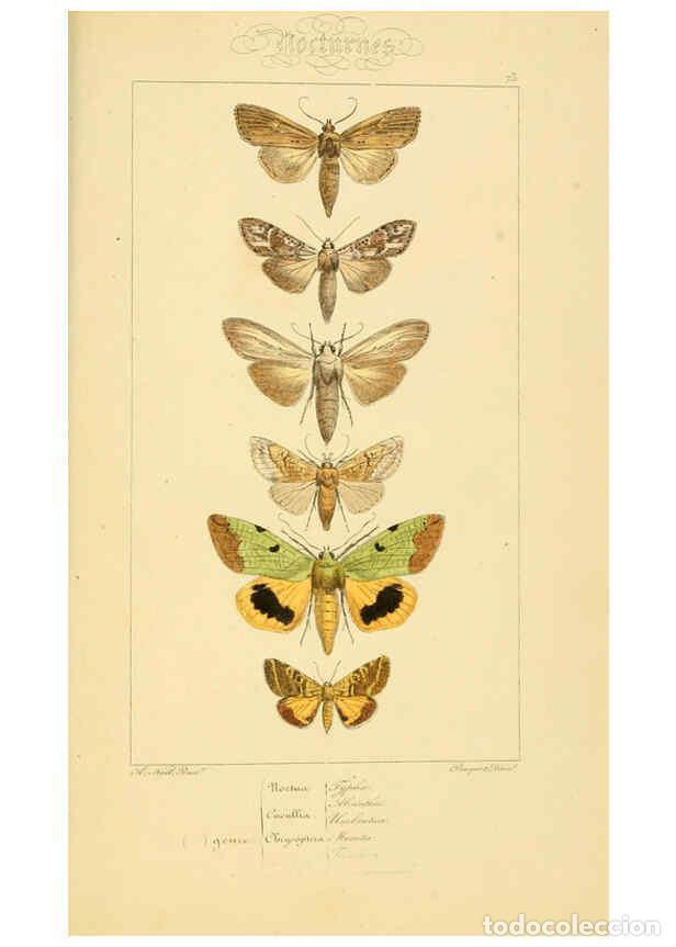 Collectionnisme de Revues et Journaux: Reproducci&oacute;n/Reproduction 6053325761: Histoire naturelle des l&eacute;pidopt&egrave;res d'Europe Paris :L. de Bure