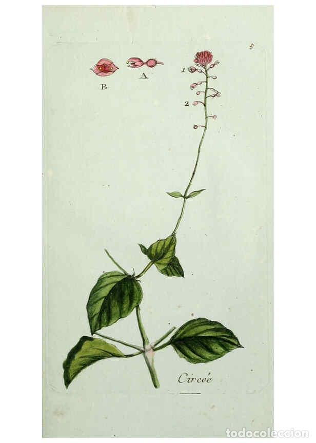 Collectionnisme de Revues et Journaux: Reproducci&oacute;n/Reproduction 6056016034: Flora Parisiensis. v.1. Paris,P.F. Didot,1776-1783 - Pierre Bu