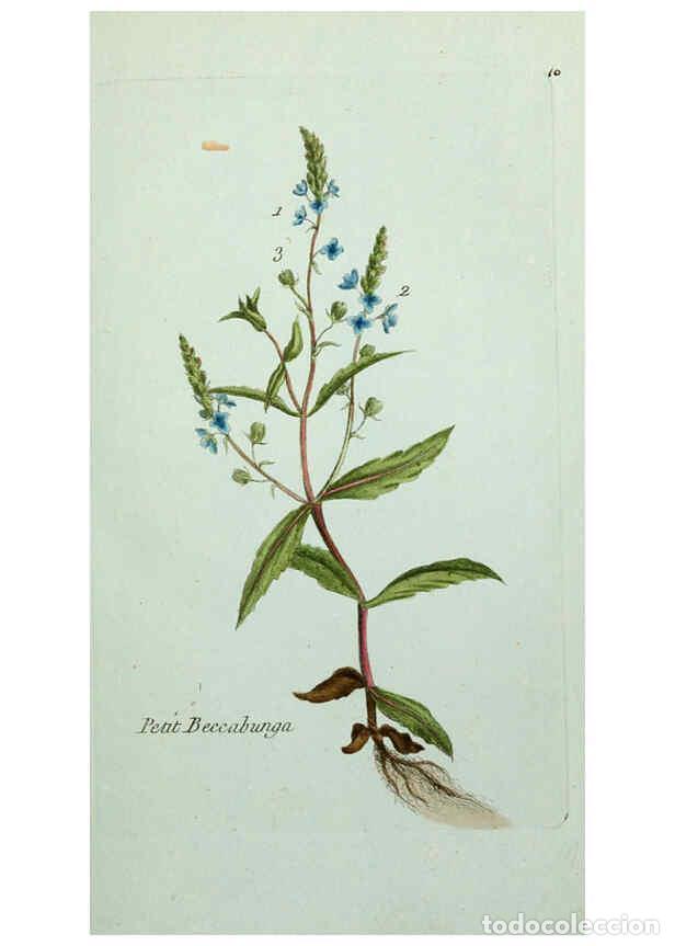 Collectionnisme de Revues et Journaux: Reproducci&oacute;n/Reproduction 6055469509: Flora Parisiensis. v.1. Paris,P.F. Didot,1776-1783 - Pierre Bu