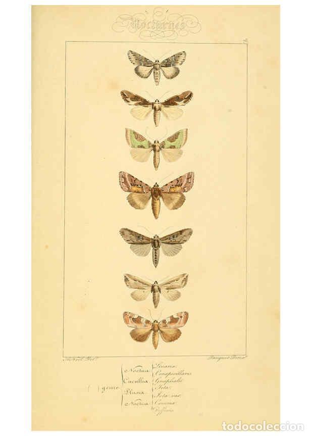 Collectionnisme de Revues et Journaux: Reproducci&oacute;n/Reproduction 6053327709: Histoire naturelle des l&eacute;pidopt&egrave;res d'Europe Paris :L. de Bure