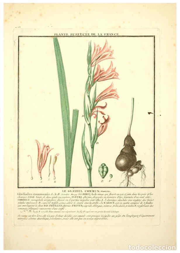 Collectionnisme de Revues et Journaux: Reproducci&oacute;n/Reproduction 6049523723: Herbier de la France. 1-48. Paris,Chez l'auteur, Didot, Debure