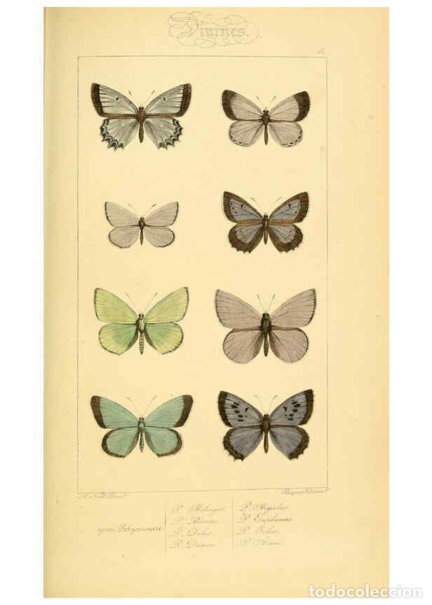 Collectionnisme de Revues et Journaux: Reproducci&oacute;n/Reproduction 6053835074: Histoire naturelle des l&eacute;pidopt&egrave;res d'Europe Paris :L. de Bure