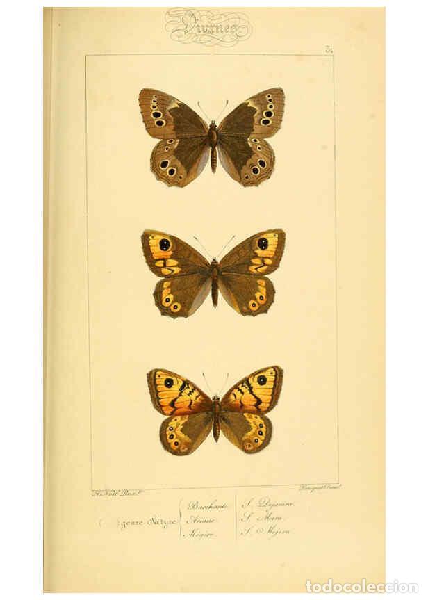 Collectionnisme de Revues et Journaux: Reproducci&oacute;n/Reproduction 6053289543: Histoire naturelle des l&eacute;pidopt&egrave;res d'Europe Paris :L. de Bure