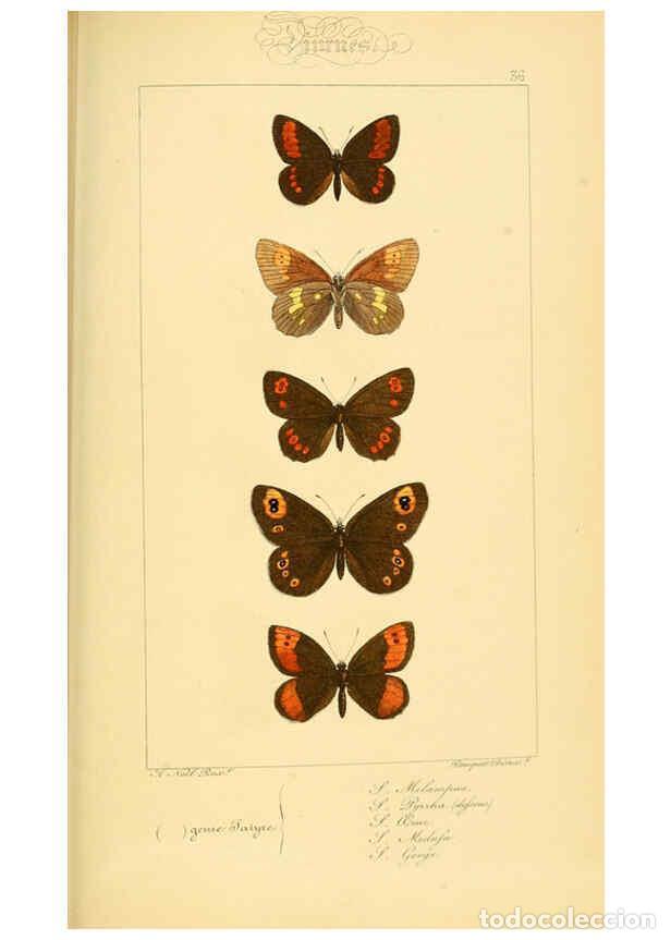 Collectionnisme de Revues et Journaux: Reproducci&oacute;n/Reproduction 6053304379: Histoire naturelle des l&eacute;pidopt&egrave;res d'Europe Paris :L. de Bure