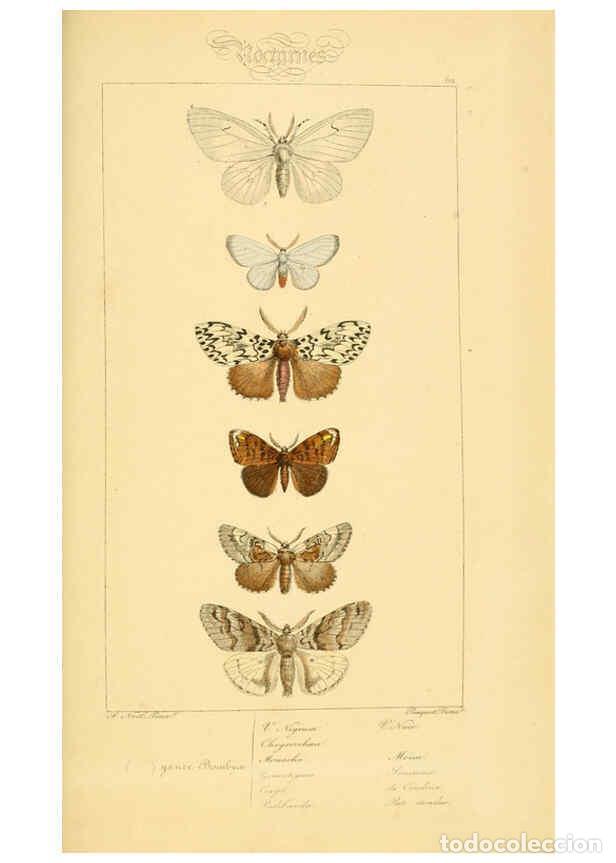 Collectionnisme de Revues et Journaux: Reproducci&oacute;n/Reproduction 6053314635: Histoire naturelle des l&eacute;pidopt&egrave;res d'Europe Paris :L. de Bure
