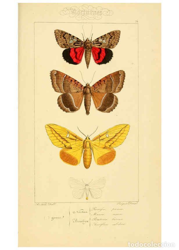 Collectionnisme de Revues et Journaux: Reproducci&oacute;n/Reproduction 6053326131: Histoire naturelle des l&eacute;pidopt&egrave;res d'Europe Paris :L. de Bure