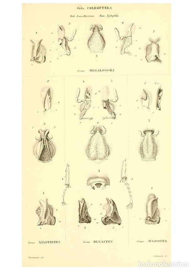 Collectionnisme de Revues et Journaux: Reproducci&oacute;n/Reproduction 6049883458: Genera qu&aelig;dam insectorum. Iconibus illustravit et descripsit H