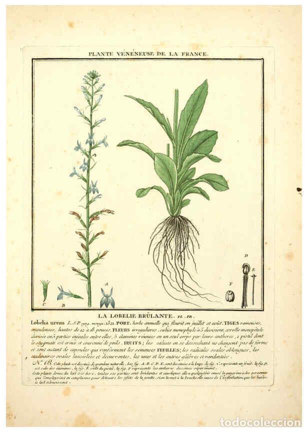 Collectionnisme de Revues et Journaux: Reproducci&oacute;n/Reproduction 6050076548: Herbier de la France. 1-48. Paris,Chez l'auteur, Didot, Debure