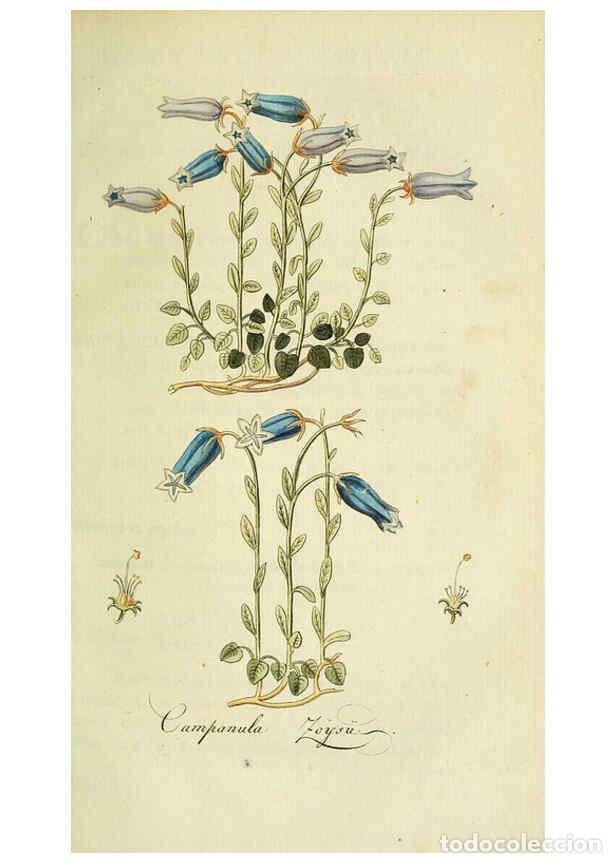 Collection Magazines and Newspapers: Reproducci&oacute;n/Reproduction 6033187284: Flora Europaea inchoata. fasc.1-7. Norimbergae :Ex Officina Ra