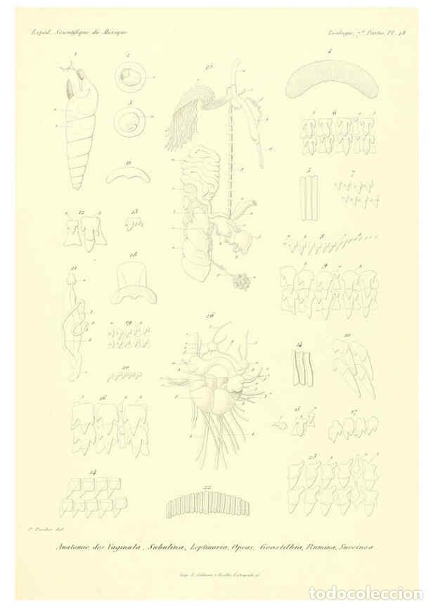 Collection Magazines and Newspapers: Reproducci&oacute;n/Reproduction 6032573587: &Eacute;tudes sur les mollusques terrestres et fluviatales du Mexique