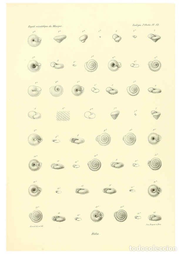 Collection Magazines and Newspapers: Reproducci&oacute;n/Reproduction 6032569253: &Eacute;tudes sur les mollusques terrestres et fluviatales du Mexique