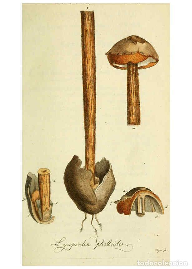 Collection Magazines and Newspapers: Reproducci&oacute;n/Reproduction 6032623237: Flora Europaea inchoata. fasc.1-7. Norimbergae :Ex Officina Ra