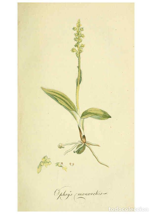 Collection Magazines and Newspapers: Reproducci&oacute;n/Reproduction 6032621415: Flora Europaea inchoata. fasc.1-7. Norimbergae :Ex Officina Ra