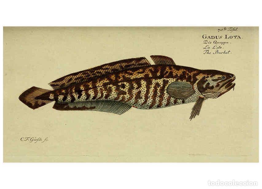 Collection Magazines and Newspapers: Reproducci&oacute;n/Reproduction 6032453157: D. Marcus Elieser Bloch's, aus&uuml;benden Arztes zu Berlin. Atlas.