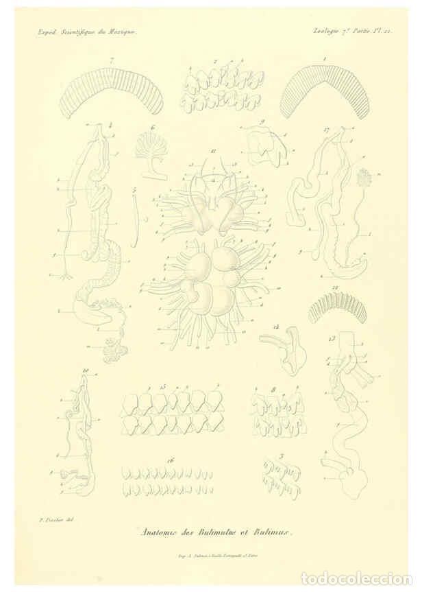 Collection Magazines and Newspapers: Reproducci&oacute;n/Reproduction 6033130216: &Eacute;tudes sur les mollusques terrestres et fluviatales du Mexique